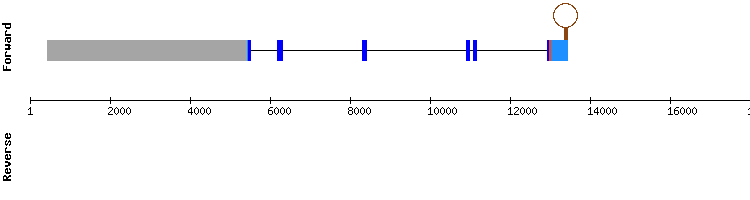 gene structure