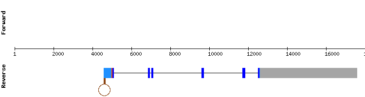 gene structure