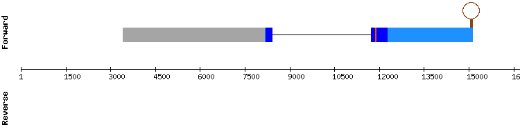 gene structure