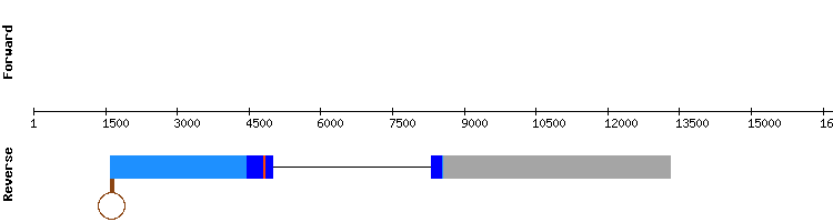 gene structure
