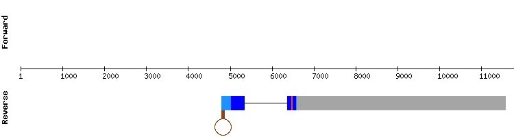 gene structure