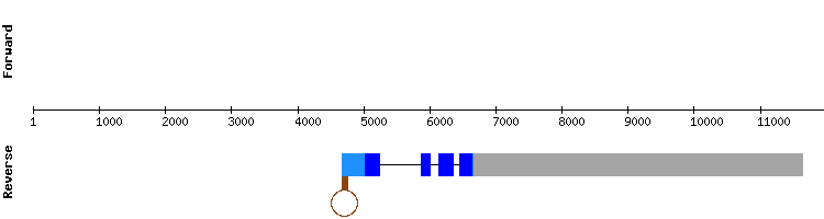 gene structure