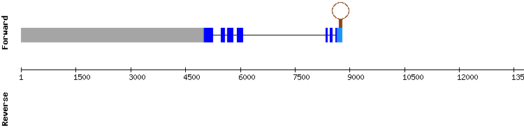 gene structure
