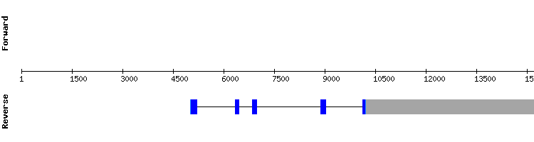 gene structure