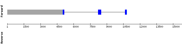 gene structure