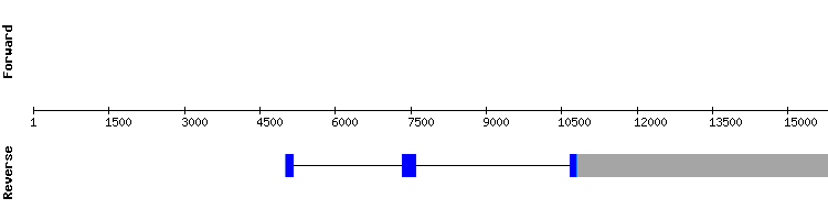 gene structure