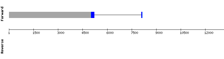 gene structure