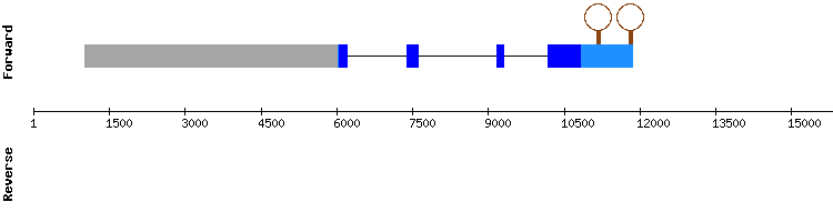 gene structure