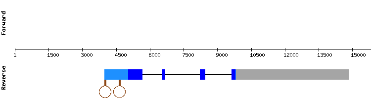 gene structure