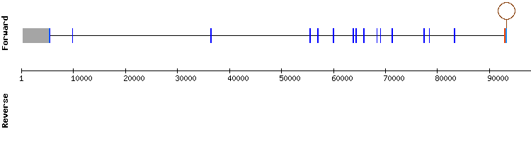 gene structure