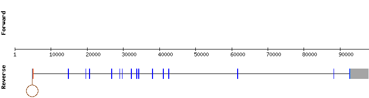 gene structure