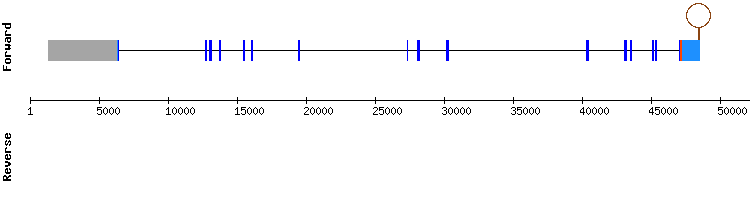 gene structure