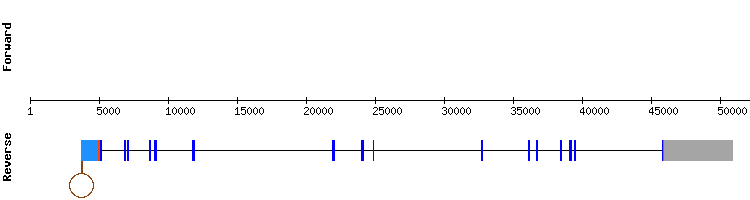 gene structure
