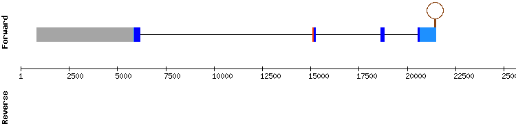 gene structure