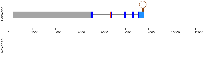 gene structure