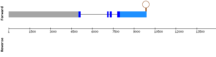 gene structure