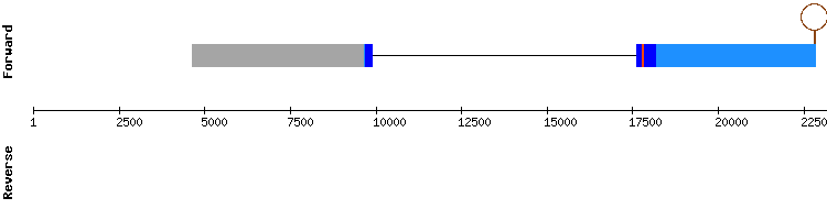 gene structure