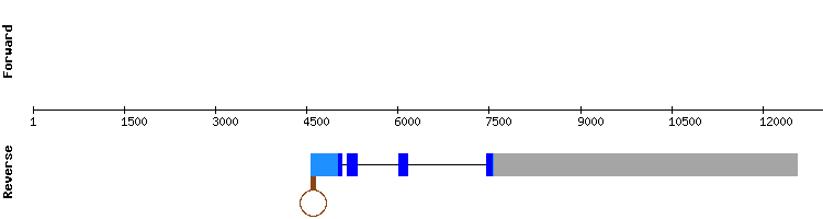 gene structure