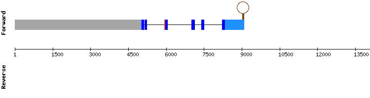 gene structure