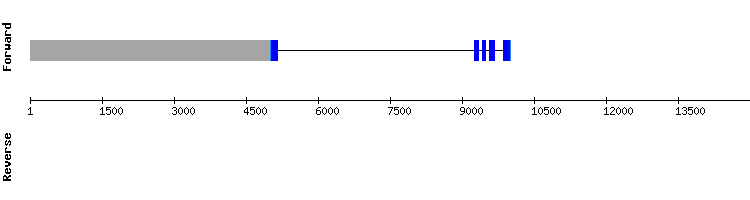 gene structure