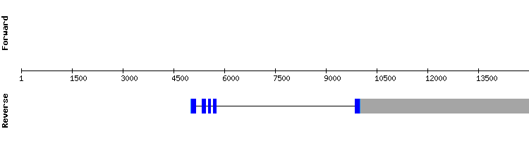 gene structure
