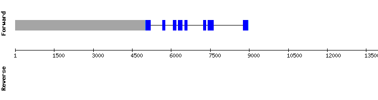 gene structure