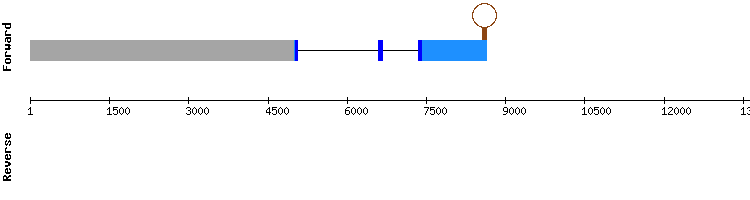 gene structure