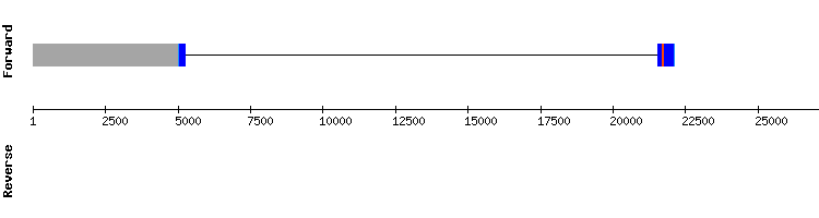 gene structure