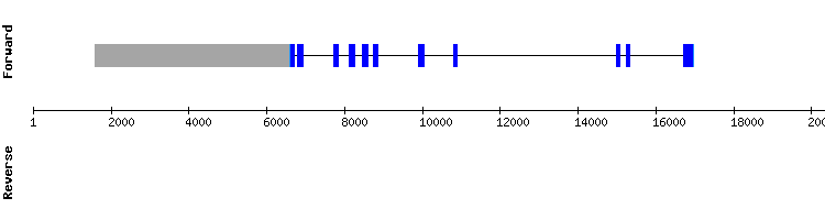 gene structure