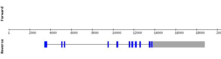 gene structure