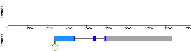 gene structure