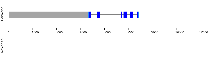 gene structure