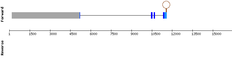 gene structure