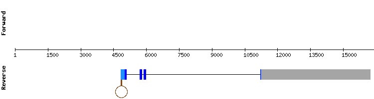 gene structure
