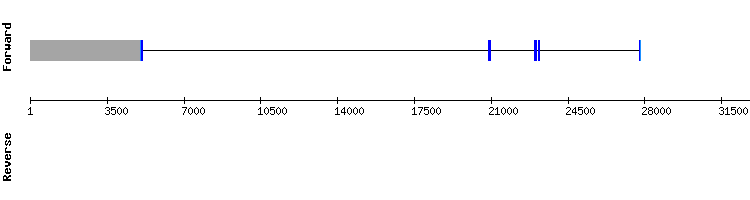 gene structure