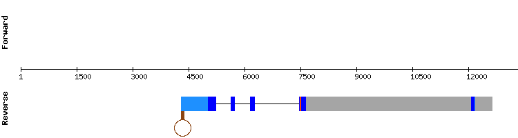 gene structure