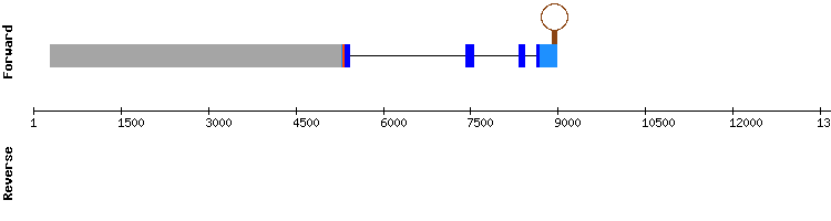 gene structure