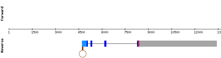 gene structure