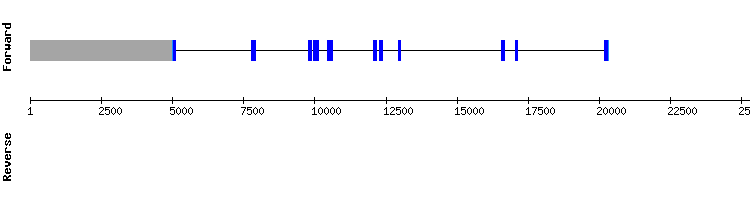 gene structure