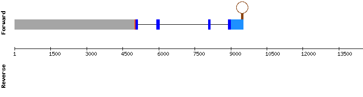 gene structure