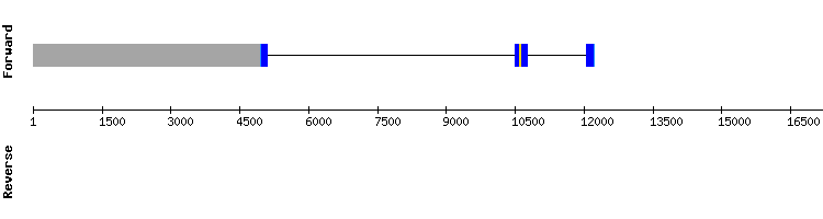 gene structure