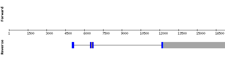 gene structure