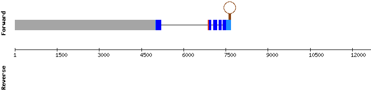 gene structure