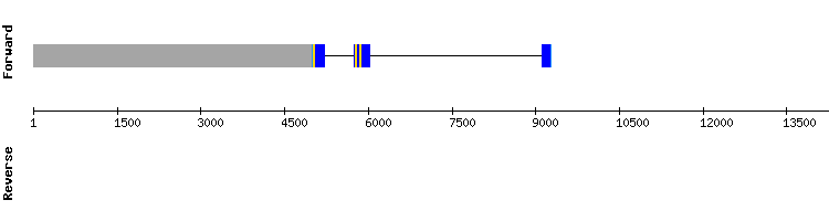 gene structure