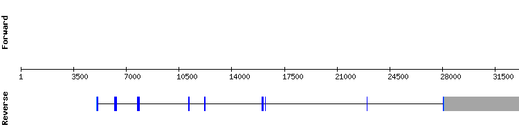gene structure