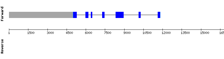 gene structure