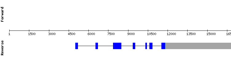 gene structure