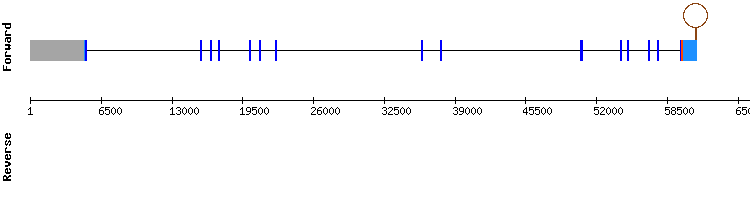 gene structure