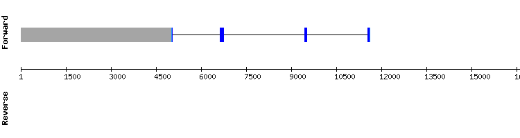 gene structure