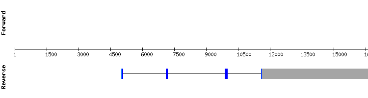 gene structure